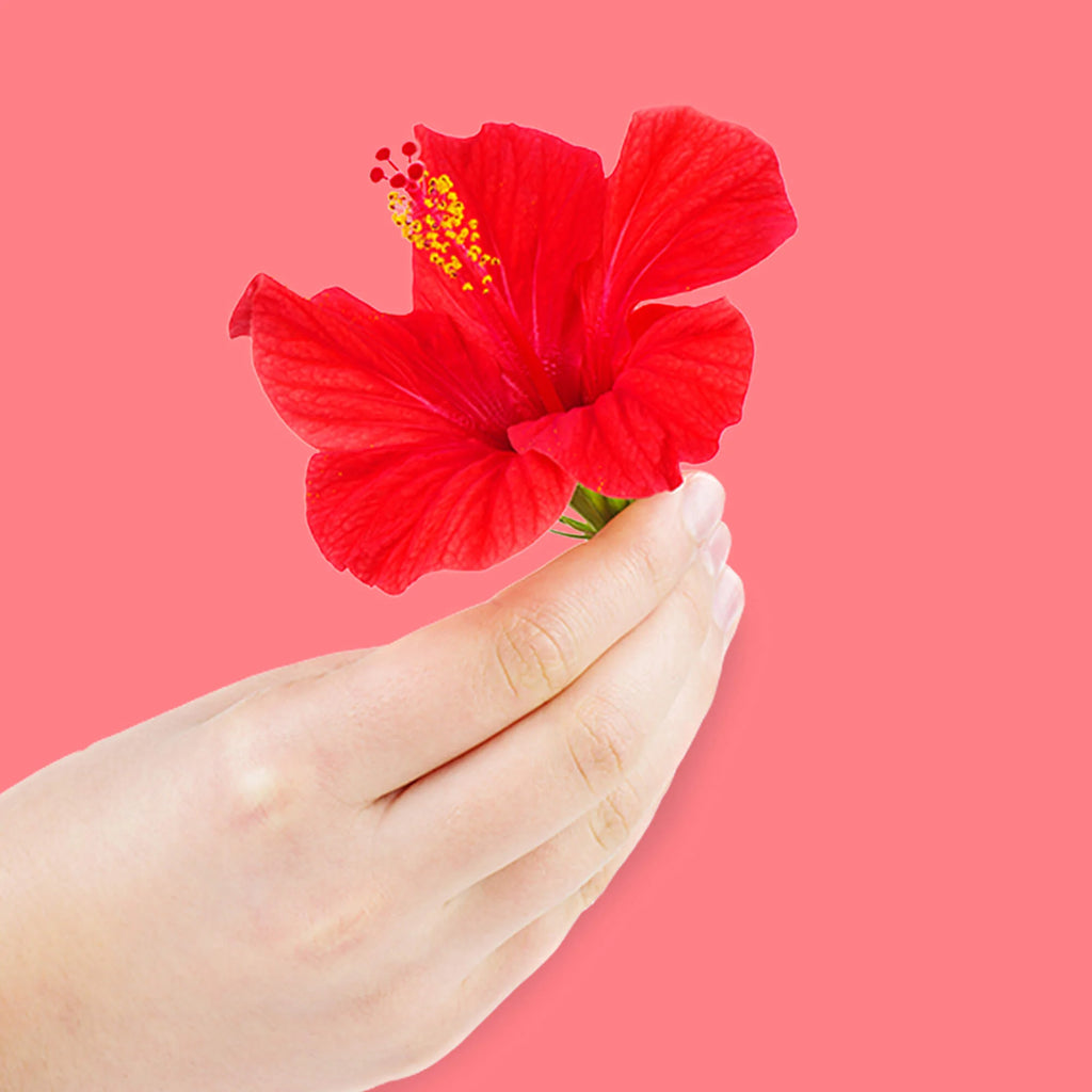 tropical hibiscus on a white background