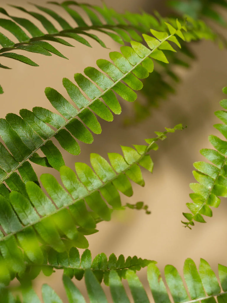 close up on green fern leaves