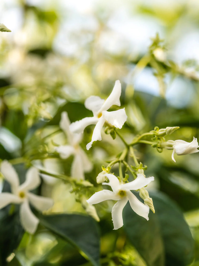 close up of white flower with green leaves