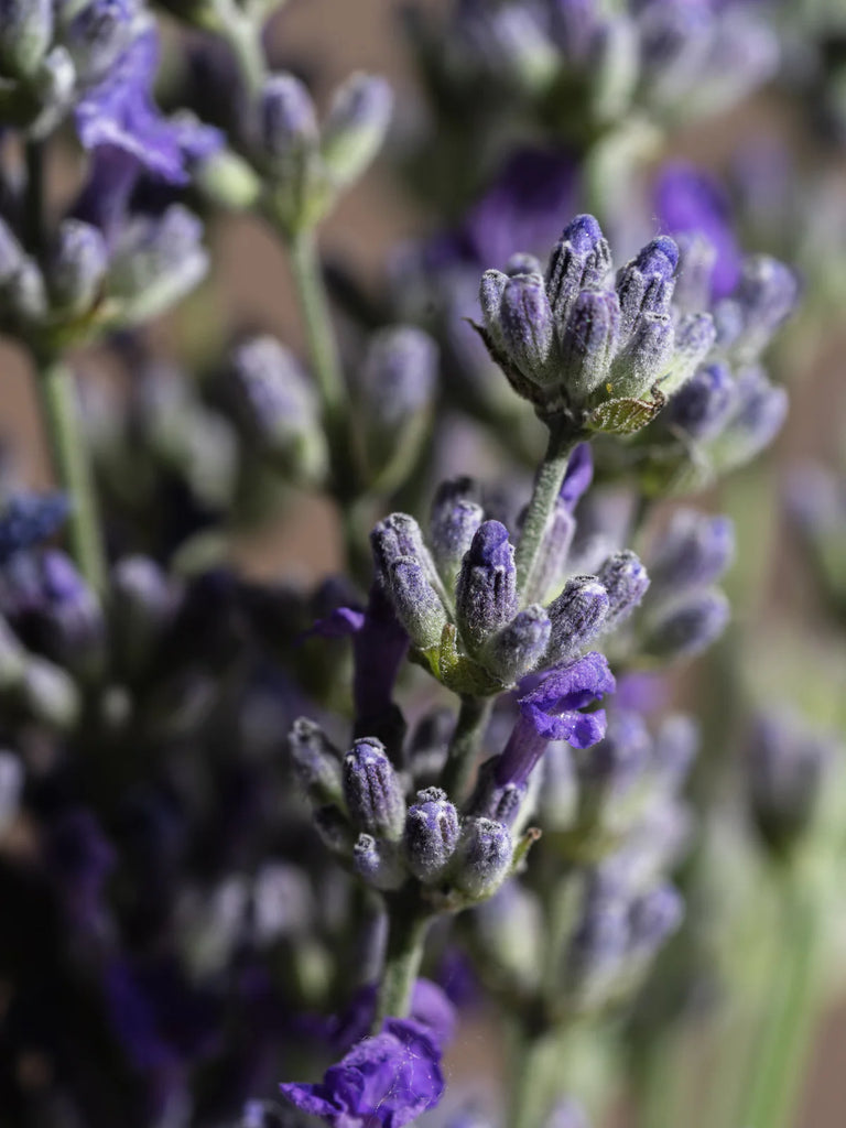 lavender close up