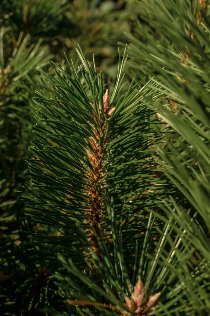 close up of a cedar tree